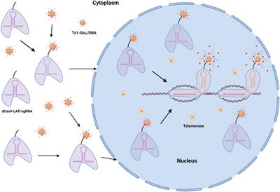 Nanomaterials in Animal Husbandry: Research and Prospects